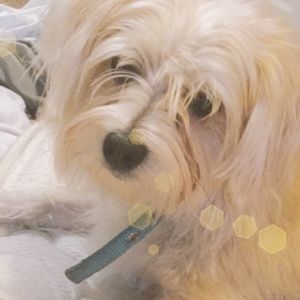 Meet your Posher, Ava